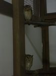 フォーゲル43.jpg
